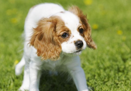 查理士王猎犬