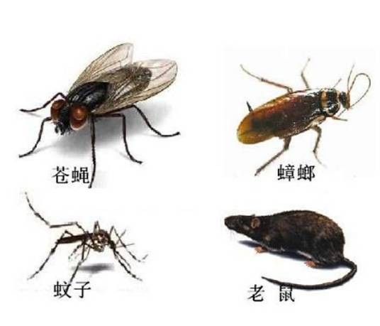 四害