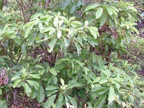 交让木（虎皮楠科虎皮楠属植物）