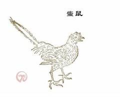 䖪鼠