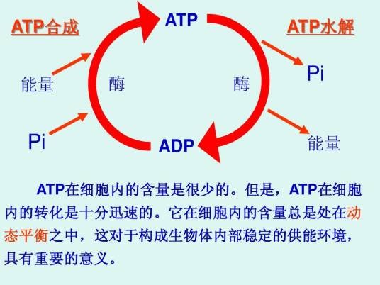 ATP水解