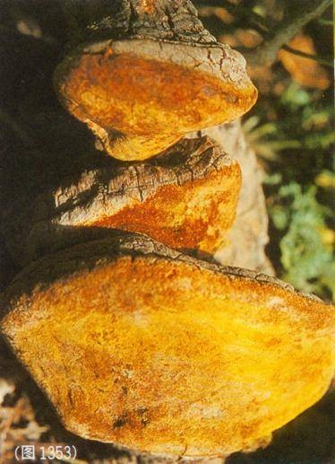 火木层孔菌