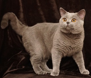 猫舍
