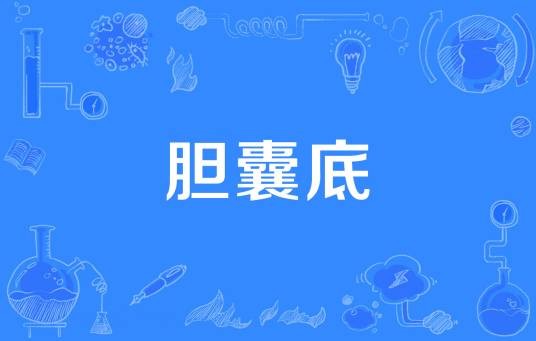 胆囊底