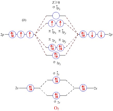 氧分子