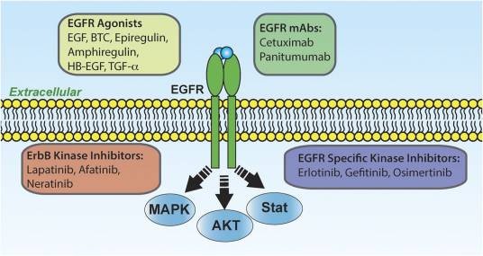 EGFR（是表皮生长因子受体(HER)家族成员之一）