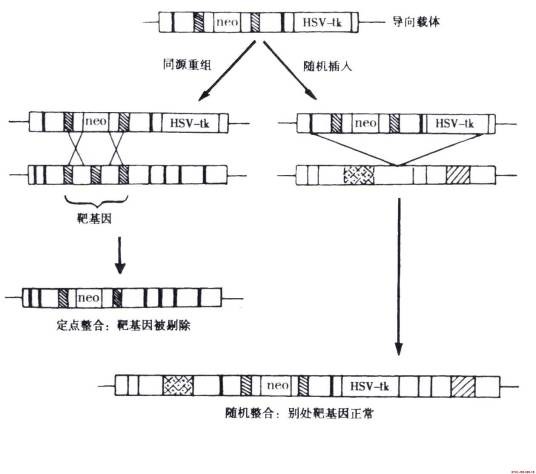 正负选择系统