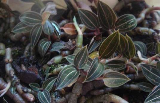 石蚕(兰科斑叶兰属植物)