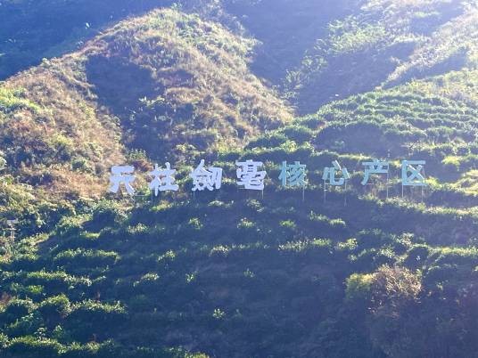 天柱剑毫