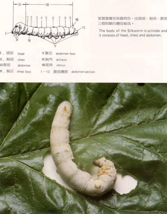 熟蚕