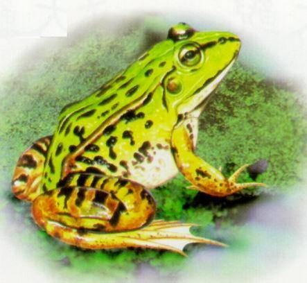 变态发育