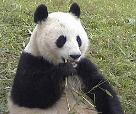 成成（大熊猫）