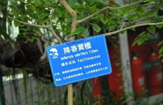 降香黄檀20家系