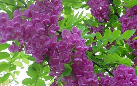 香花槐
