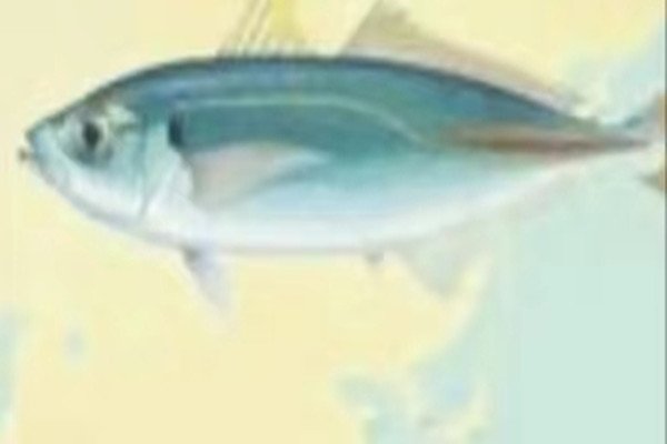 池鱼之殃是什么意思啊