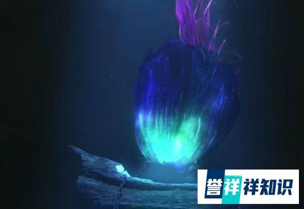 《鬼吹灯》中的尸香魔芋到底是什么植物?