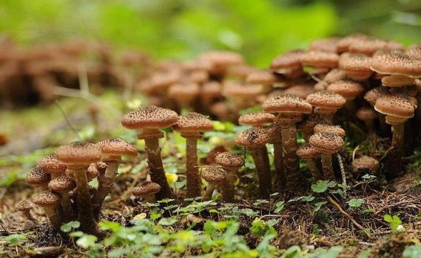世界最大蘑菇长了2800多年,它生长的上一个什么样的环境?