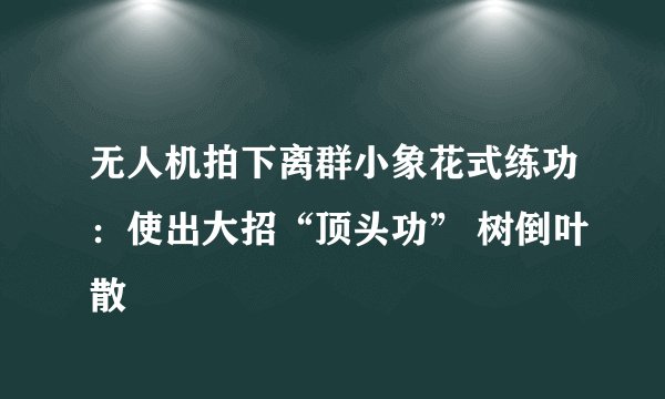 无人机拍下离群小象花式练功：使出大招“顶头功” 树倒叶散