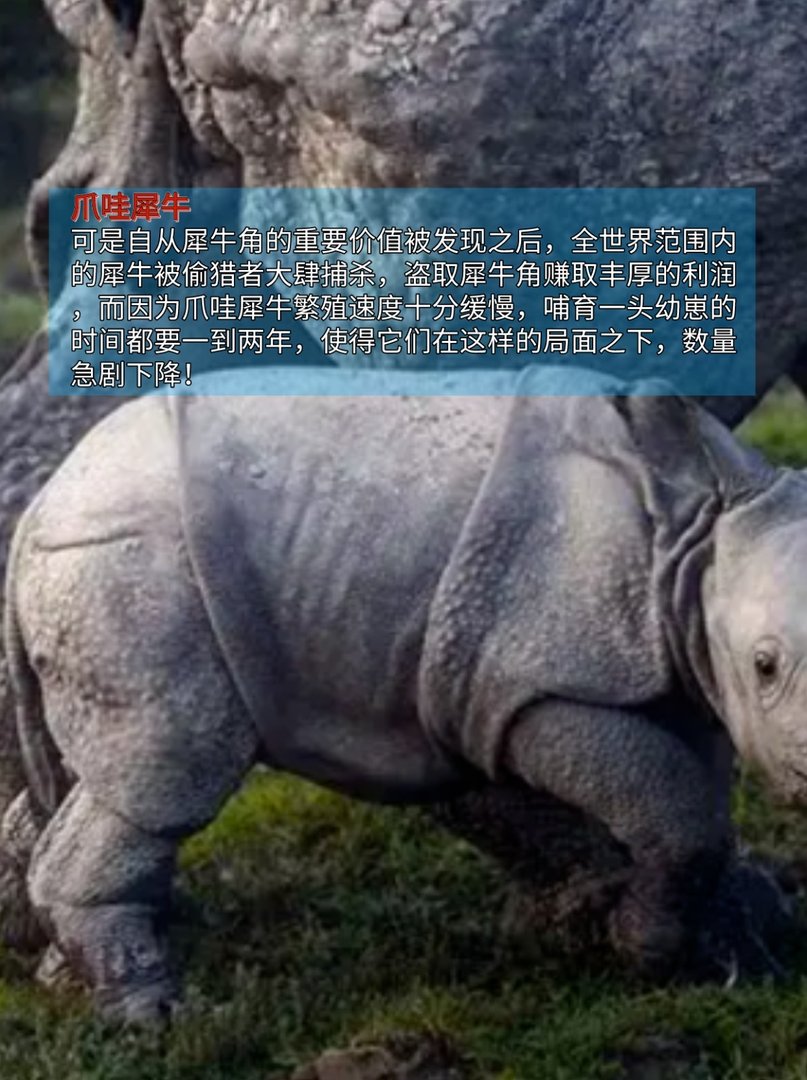 第一名已经名存实亡,最稀有动物排行榜