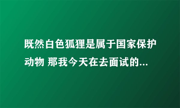 既然白色狐狸是属于国家保护动物 那我今天在去面试的路上遇见了一只
