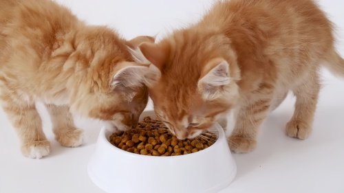 最便宜的猫粮多少钱一斤