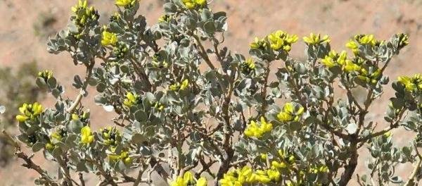 哪种荒漠植物可以四季常绿