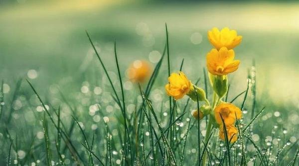 “谷雨”的是什么呢?原来这个节气和汉字有关……