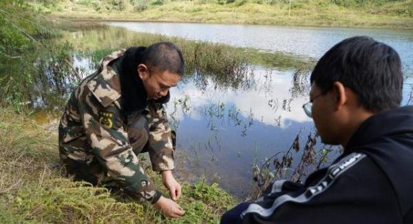 远观似黄鳝近看又像蛇!云南江川发现国家二级野生保护动物脆蛇蜥