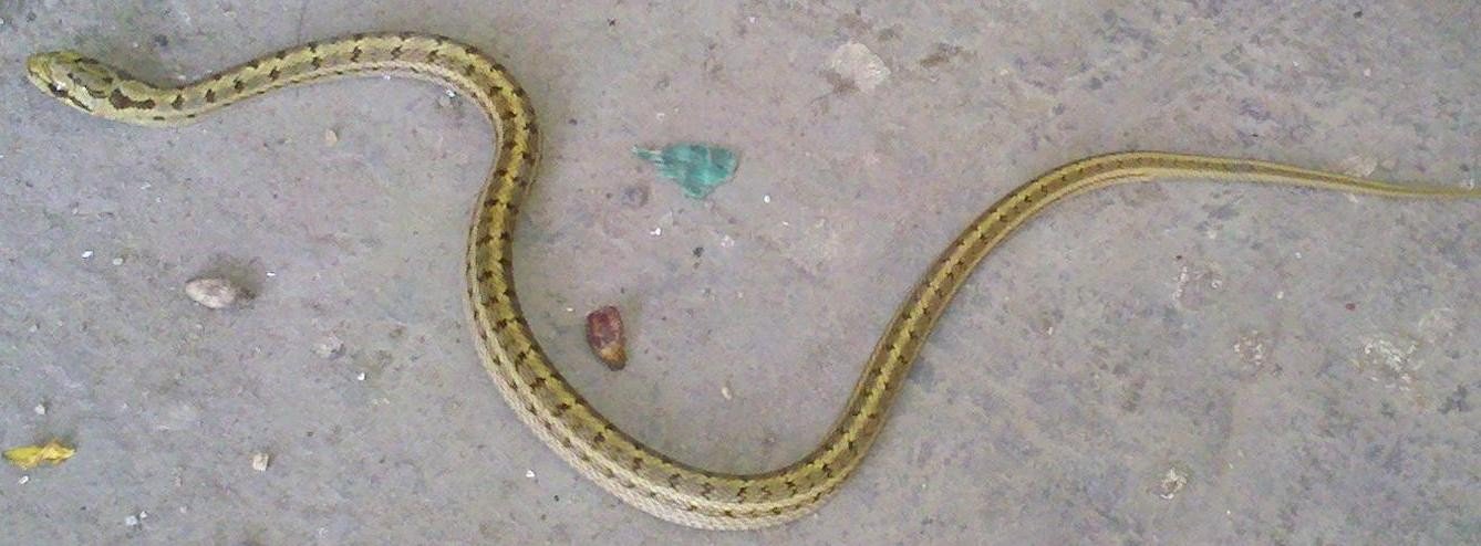 白条锦蛇有毒没？