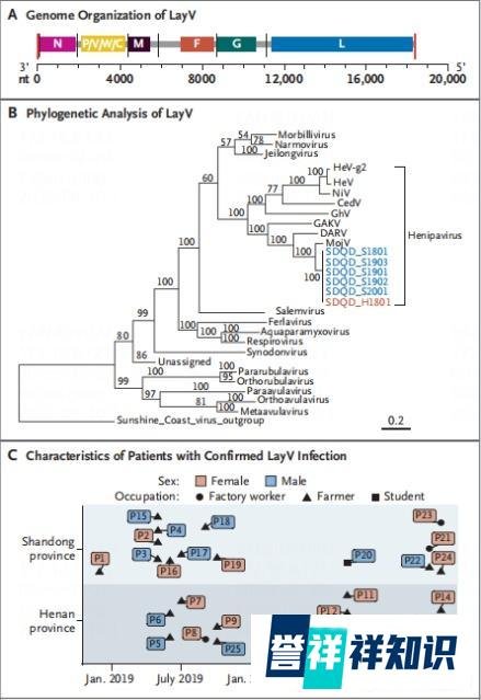 新型人畜共患发热性传染病—狼牙病毒(Langya henipavirus,LayV)
