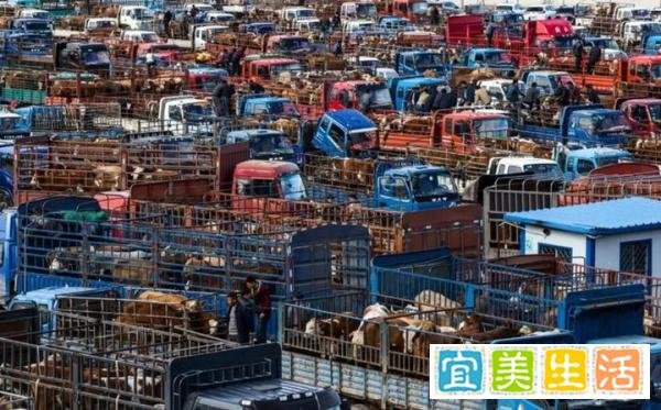 未来3年养牛前景怎么样，看完分析后，感觉非常有道理。