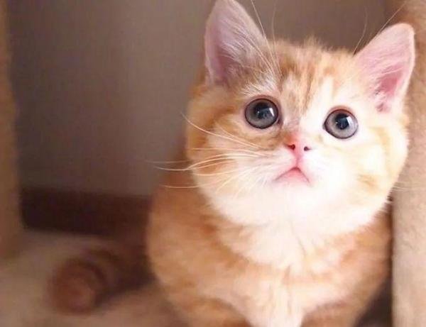 8本gl百合小说【猫猫篇(上)】:猫猫,萌宠,甜文,灵异
