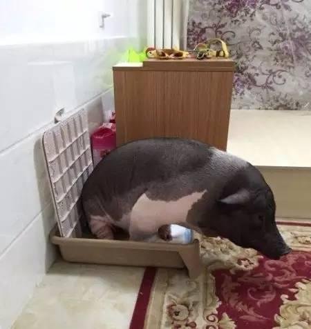 女子晒170斤宠物猪 同床同吃惊呆网友