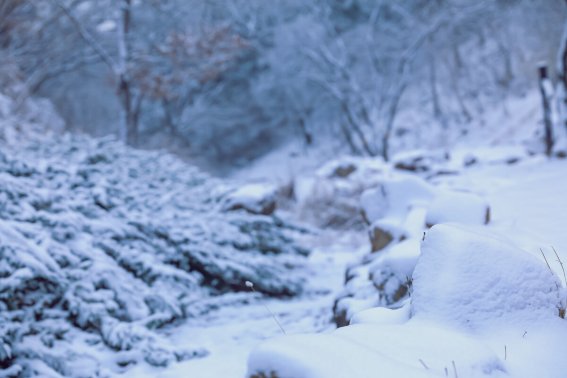 晴雪的意思