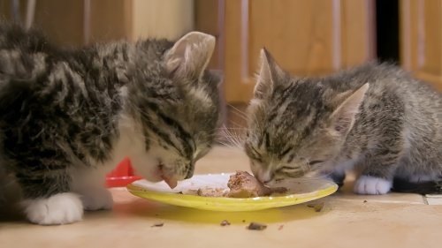 最便宜的猫粮多少钱一斤