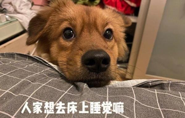 提醒：让狗狗“上床”睡觉，会有这些后果