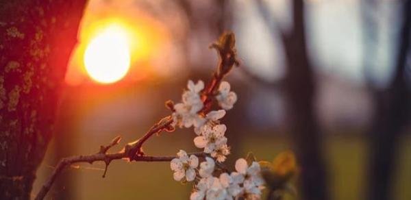 “樱花”可不是“cherry flower”！