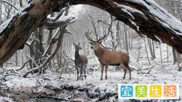 《肉与灵》:毕竟几人真得鹿,不知终日梦为鱼。