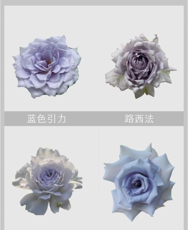 玫瑰??图鉴|140种不同颜色的玫瑰