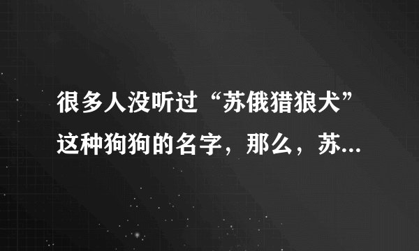 很多人没听过“苏俄猎狼犬”这种狗狗的名字，那么，苏俄猎狼犬什么价位？