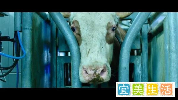 《肉与灵》:毕竟几人真得鹿,不知终日梦为鱼。