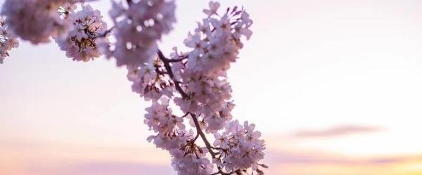 “樱花”可不是“cherry flower”!