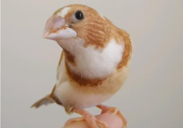 十姐妹是保姆鸟吗？如何养十姐妹鸟？
