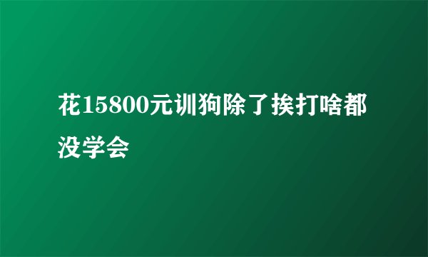 花15800元训狗除了挨打啥都没学会