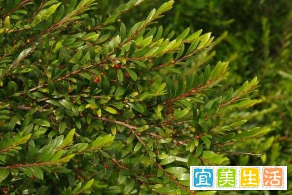 重要的园林景观植物——锡兰叶下珠