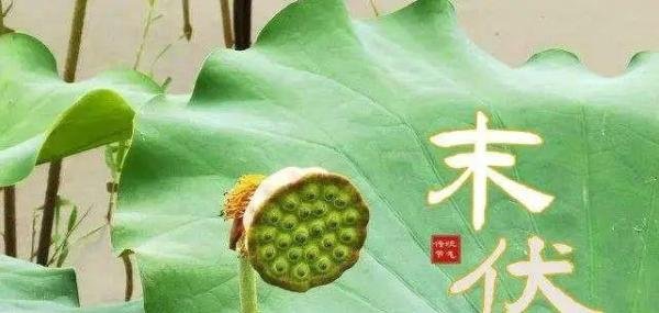 2022年三伏天时间表出炉了,今年竟然是加长版三伏天!