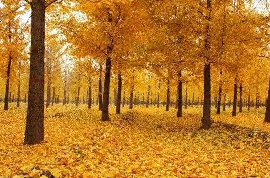秋风过后一地金是什么肖