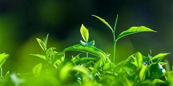 二十首关于春草的诗词,又是一年春草绿,春草绿时亦有诗