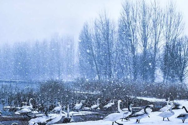 大雪纷飞怎么造句