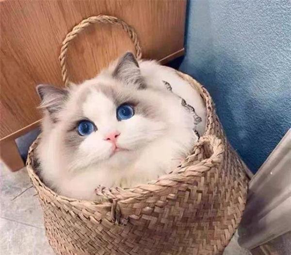8本gl百合小说【猫猫篇(上)】:猫猫,萌宠,甜文,灵异